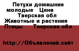 Петухи домашние молодые › Цена ­ 500 - Тверская обл. Животные и растения » Птицы   . Тверская обл.